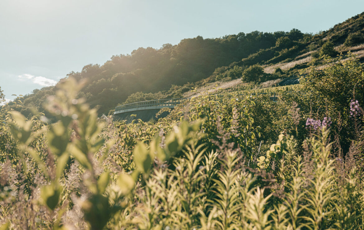 Vineyards in front of the Moselle chalets